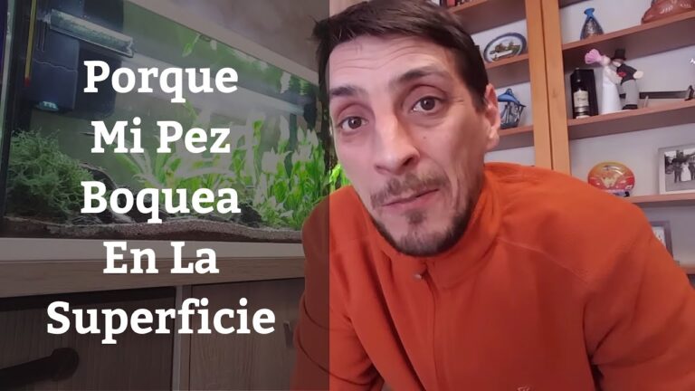 El curioso motivo por el que los peces sacan la boca fuera del agua